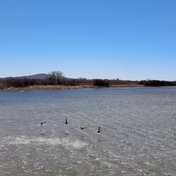 Bosque Del Apache, NM _ 2