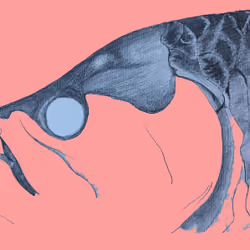 Patnip Tarpon Pink