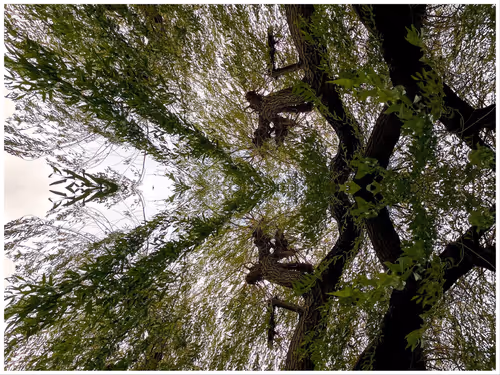 Item #39842122399831876294969041227459341578040195517803177153867578411031482859521 Media