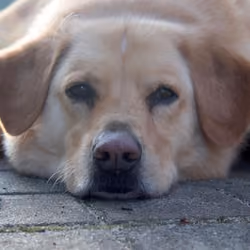 Dog #2
