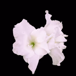 White Blossom #7