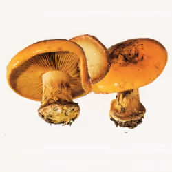 swiss alpine mushroom collection collage #11 "phlegmacium eufulmineum"