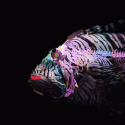 JOkerFish