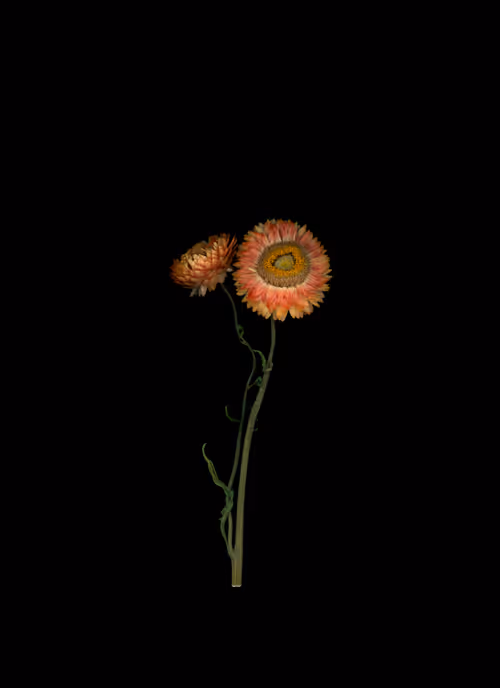 Item #58883327943218482885511625451962166109229848641575055586606686582842834550785 Media