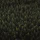 Echoes of the North
