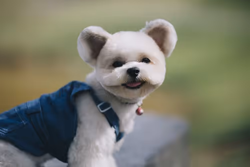 Item #21607923784025543658024067331009769919395041958272689574271021078180435853313 Media