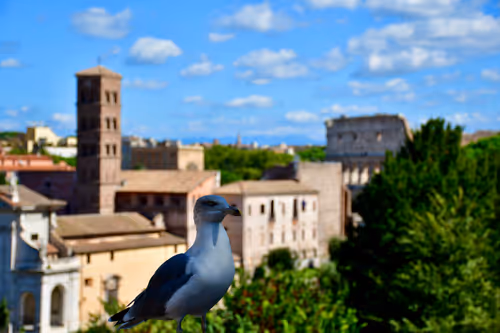 Item #55127528283844281881176756988704746641400438800644617670354160522243258449921 Media