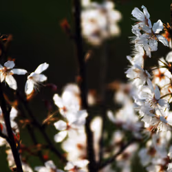 44024487065254451978341284796523308956461514990321328857199441182708205617153