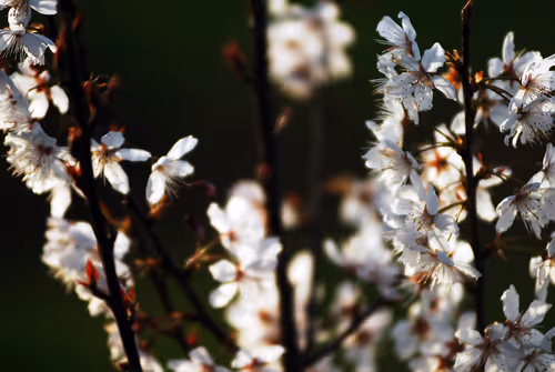 Item #44024487065254451978341284796523308956461514990321328857199441182708205617153 Media