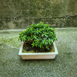 Azalea