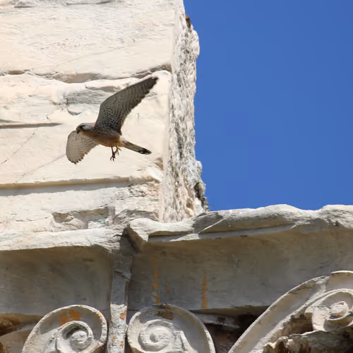 Falco