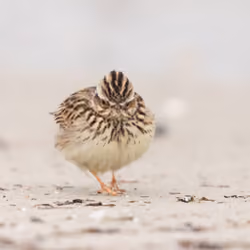 Woodlark