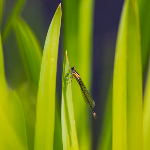 Apaturaastro