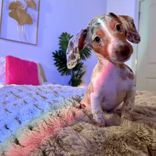 Item #3898553481777928447875654508319745577702835649877580186705307901302633660419 Media