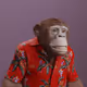 Real Life Ape Boredom