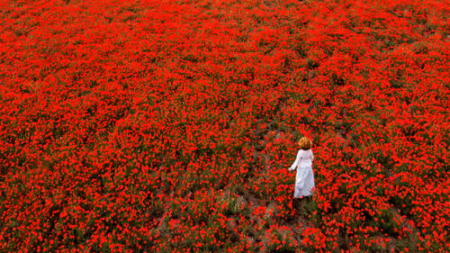 Red walk 