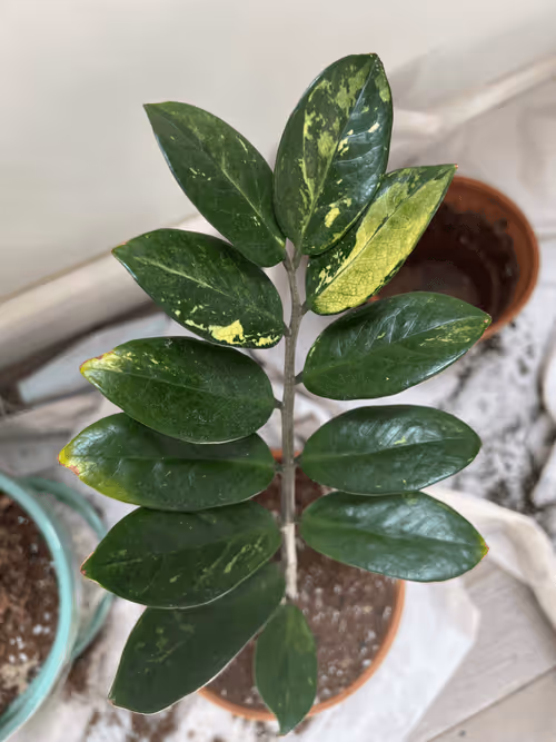 Item #1558415611179908157825303263242469701105958003249245582265085172895633637377 Media