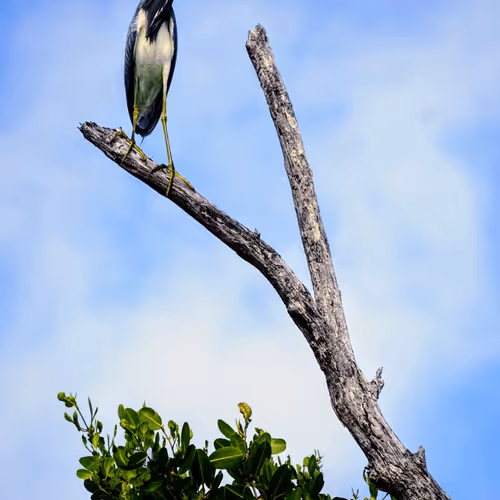 RandyLahee Collection