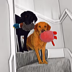 My Labrador's - #08