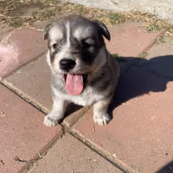 Baby Cujo