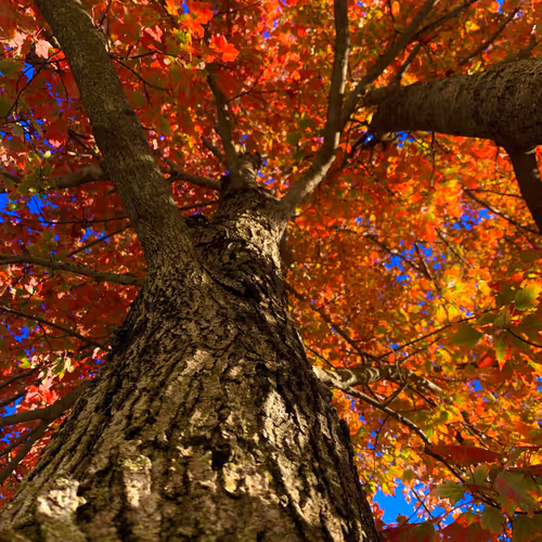 Karendale Collection