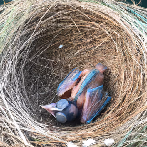 Item #71646257518770613568983710813551014237803002136866425209291834227504703340545 Media