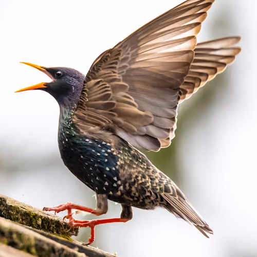 Sturnus Vulgaris