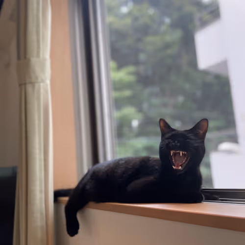 Sleepy cat on the window