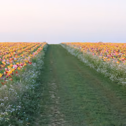 Tulip Road