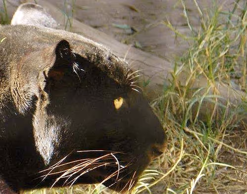 Item #95619151568614802974454947629602672965769746893472874508208249373607564673025 Media