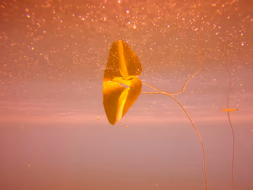 Item #115430421716330114127925714386191036467996783471008022249532804581436652781569 Media