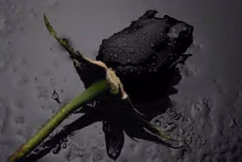 Item #107908259801358572249082757330441964495925500250605564270457310114539754225665 Media