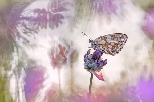 Item #93266284144830197482070166844715761700417272028228172866766761859167060754433 Media