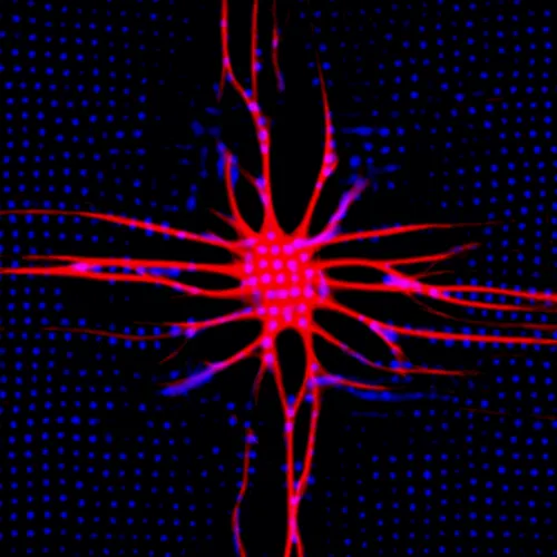 Item #51929734946411346289540790635765095060363125039145709683616697152959171002369 Media