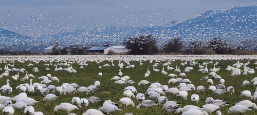 Item #1667917004743856249823956593739852130933057284534162454825917140358221791233 Media