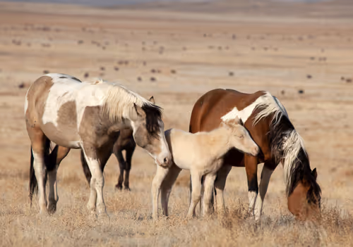 Item #80226831147776903070793738695599038778866519519850653425333746637823109234689 Media