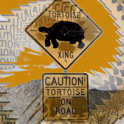 The Tortoise Wins The Race And It Didn't Even Try