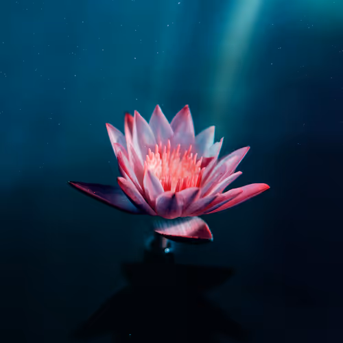 Metaaflowers