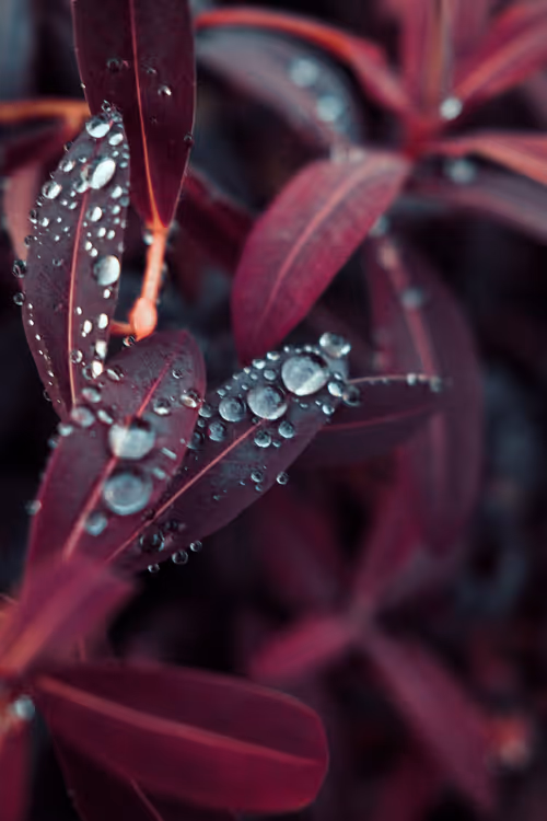 Item #103066555971611021134149055345018438449666255846358212838134356835591153254401 Media