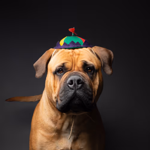 The Dog Assembly