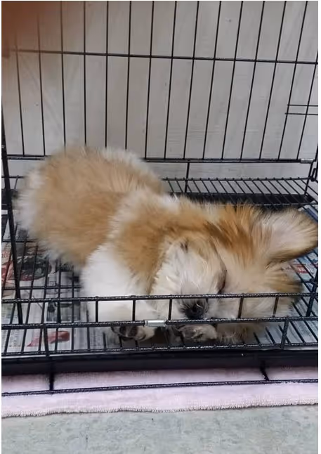 Item #21607923784025543658024067331009769919395041958272689574271021064986296320001 Media