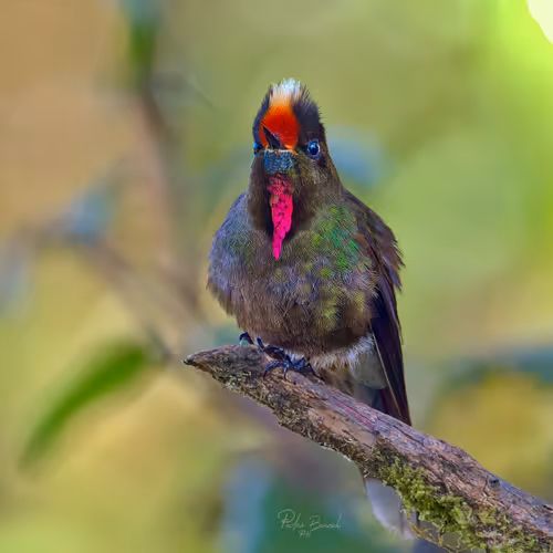 Item #76723362783280478533997952640177478162370392864243199552253501744793260130305 Media