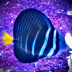 Zebra Fish