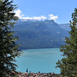 swizzy brienz
