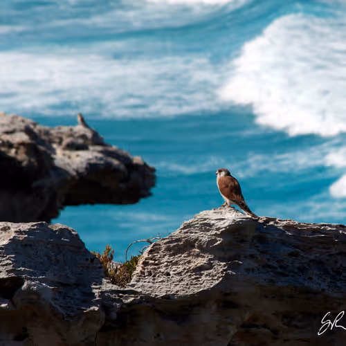Coastlifephotography