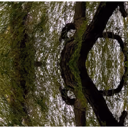 Mirror Mirror on the Block - Willow #18