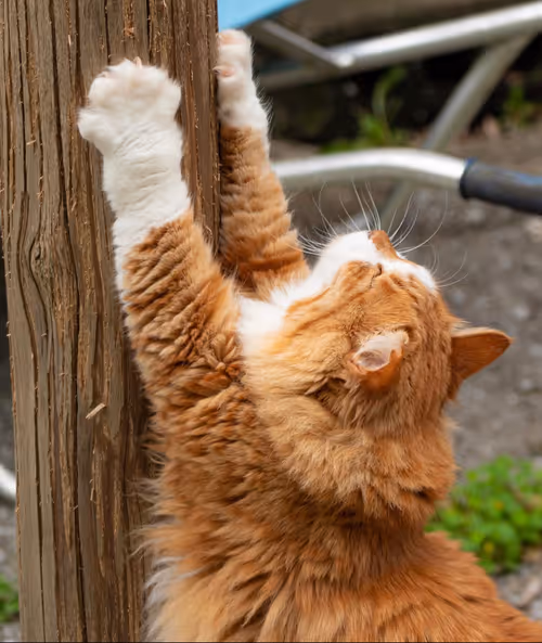 Item #506614017608188570824604822011872825915664813029036437365082888020386906113 Media