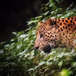 Indian Leopard