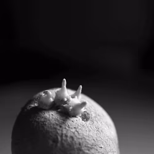 Item #106002847208740868609833758564864100377070191956822007780539652002350427537409 Media