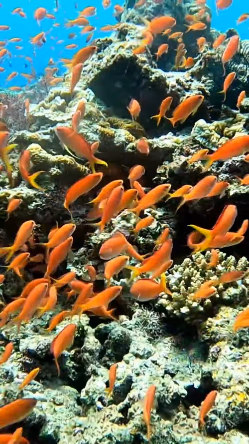 Item #93917210928009552265570427413341546020590352631026157694666951354935387619330 Media